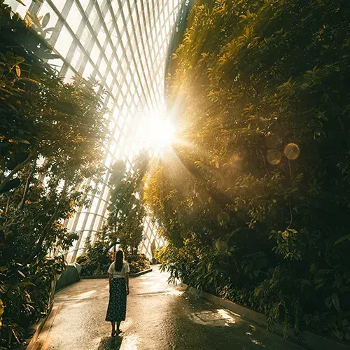 Study abroad in Singapore and explore Gardens by the Bay with nature and innovation