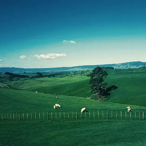 Study in New Zealand and experience the peaceful green farms with sheep in the countryside
